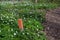 Wooden marker by a trail