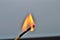 Wooden matches on white blackground sulfur object fire