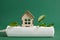 wooden miniature house, green leaf plug, surge protector, eco-friendly electricity for your home