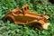 A wooden miniature vintage car on the green grass