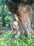 Wooden model of an owl sitting on the trunk and carved out of a huge tree of a public garden in Singapore