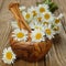 Wooden mortar and daisies