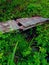 A wooden mossy bridge crossing a creek in the middle of the forest.