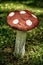 Wooden mushroom on the lawn