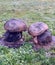 Wooden mushrooms sculpture