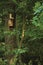 Wooden nest nestling timber box, starling bird house, large tree trunks and branches, birdhouse in sunny summer woods lush foliage