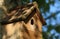 Wooden nestbox showing entrance hole but no bird