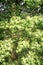 wooden nesting box in a tree in spring. beautiful green color all around. concept of nature and ecology