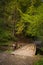 Wooden old bridge in a beautiful pine forest