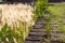 Wooden old brown hemp as a path overgrown with green grass. Fence from overgrown big yellow feather grass.