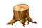 Wooden old stump forest tree trunk with roots, moss cut section in cartoon style isolated. Plant detailed.