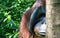 Wooden Orang Urang monkey portrait in a sunny day