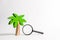 Wooden palm tree and a magnifying glass. The development of tourism. Tropical island. Conceptual leisure and vacation