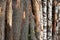 Wooden panels natural hard base vertical logs white brown close-up base