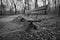 Wooden park bench in black and white over abandoned railroad tracks in a park in autumn