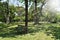 Wooden park bench under trees.