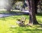 Wooden park bench under trees, Park in Bangkok.