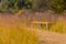 Wooden park benches in tall winter grass