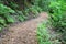 Wooden passway in the forest. Sigulda.