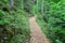 Wooden passway in the forest. Sigulda.