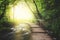 Wooden path across river in green forest