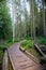 Wooden Path Through Adrspach Teplice Rock Formation Forest