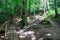 Wooden path and bridge in the forest. Eco trail among boulders and trees on a summer day. The concept of ecology