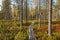 Wooden path in the colorful autumn tundra forest