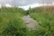 A wooden path in the grass with yellow buttercup flowers, and reeds leading to the river.