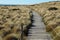 Wooden path through grassland near Punta Arenas, Chile.