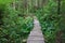 Wooden Path leads through a Northwest Rainforest