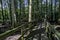 Wooden path leads throug a forest in Alabama