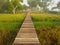 Wooden path midst rice field and mist.