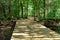 Wooden Path Over a Swamp and Through the Trees