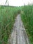 WOODEN PATH IN THE REEDS
