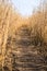 Wooden path among the reeds on the lake in Latvia