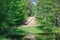 A wooden path and a river in a spring forest with green plants, a spring explosion.