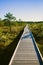 Wooden path on a swamp