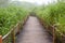 Wooden path trail, summer background