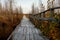 Wooden path walkway through wetlands. Autumn time