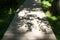 Wooden Path way Part of shadow from the tree on it Natural background