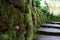 Wooden path, way, track from planks in forest park, perspective image background