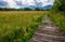 Wooden path through a wetland meadow in the foothills