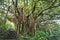 Wooden paths through in forest at morning