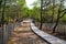 Wooden pathway coast access in pine forest on sand beach ocean atlantic sea