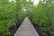 Wooden pathway in mangrove forest