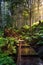 Wooden Pathway in the Rain Forest during a vibrant sunny day.