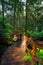 Wooden Pathway in the Rain Forest during a vibrant sunny day.