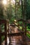 Wooden Pathway in the Rain Forest during a vibrant sunny day.