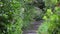 Wooden Pathway in the Summer Rain